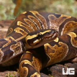Yearling Ball Pythons (Python regius) For Sale - Underground Reptiles