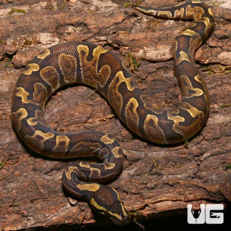 GHI Enchi Ball Python on natural wood background, showcasing vibrant pattern.