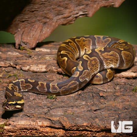Yearling Ball Pythons (Python regius) For Sale - Underground Reptiles