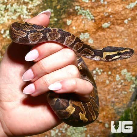 GHI Enchi Ball Python, yearling male, showcasing vibrant pattern and coloration.