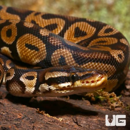 Ball Pythons (Python regius) For Sale - Underground Reptiles