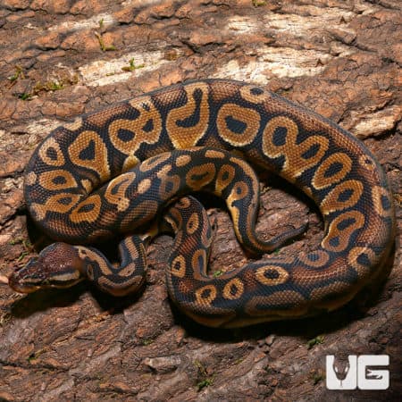 Pastel Het Red Ball Python on natural bark background.