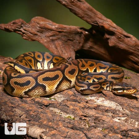 Pastel Het Red Ball Python on natural wood, yearling male, vibrant coloration.