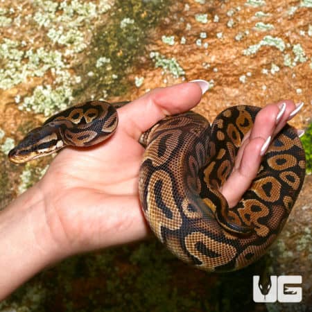 Yearling male pastel het red ball python in hand.