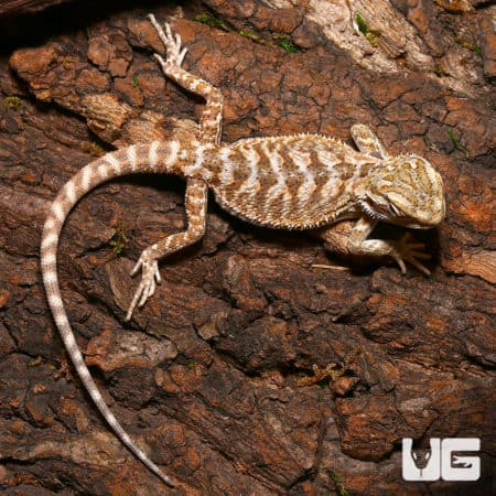Lemon Drop Bearded Dragon on bark, vibrant yellow coloration.
