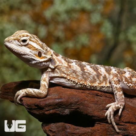 Baby Lemon Drop Bearded Dragon in natural habitat.