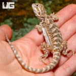 Baby Lemon Drop Bearded Dragons (Pogona vitticeps) For Sale - Underground Reptiles
