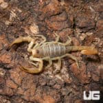 Dune Scorpions (Smeringurus mesaensis) For Sale - Underground Reptiles