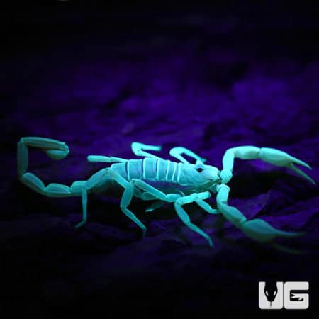 UV-reactive Dune Scorpion in dark environment.
