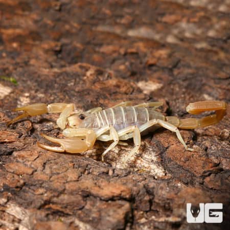 Dune Scorpion on bark, desert habitat, close-up view.