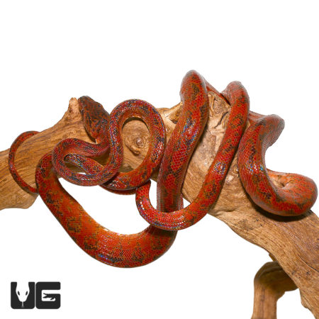 "Rainbow" Phase Amazon Tree Boas (Corallus hortulanus) For Sale - Underground Reptiles