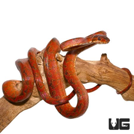 "Rainbow" Phase Amazon Tree Boas (Corallus hortulanus) For Sale - Underground Reptiles