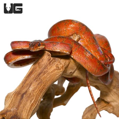 "Rainbow" Phase Amazon Tree Boas (Corallus hortulanus) For Sale - Underground Reptiles