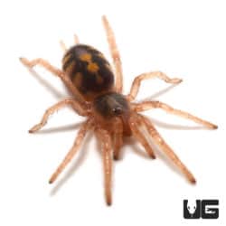 Pumpkin Patch Tarantula (Hapalopus sp Colombia) For Sale - Underground Reptiles