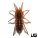 Pumpkin Patch Tarantula (Hapalopus sp Colombia) For Sale - Underground Reptiles