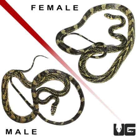 Vivid image of a female and male Nicaraguan Tiger Ratsnake showcasing their striking yellow and blac.