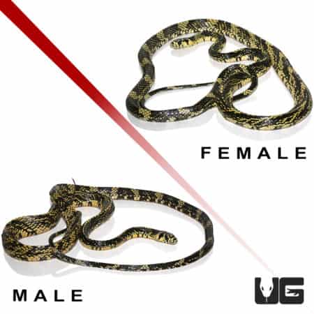 Nicaraguan Tiger Ratsnakes (Spilotes pullatus) For Sale - Underground Reptiles