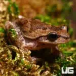 Pinewood's Tree Frogs (Hyla femoralis) For Sale - Underground Reptiles