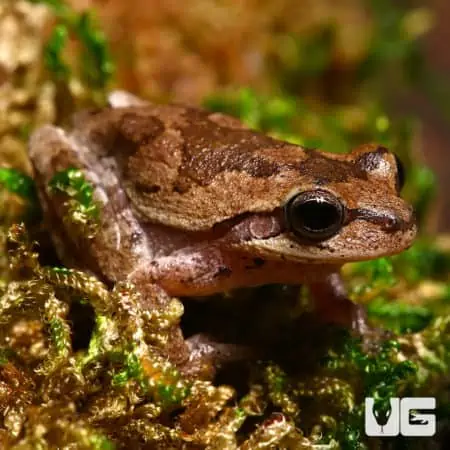 Pinewood's Tree Frogs (Hyla femoralis) For Sale - Underground Reptiles