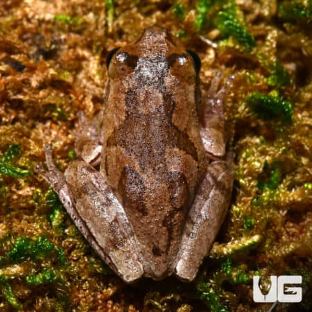 Close-up of Pinewood's Tree Frog on mossy ground.