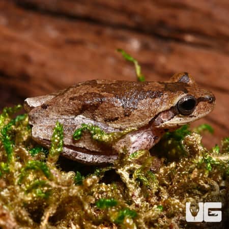 Close-up of a Pinewood's Tree Frog on moss.