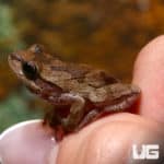 Pinewood's Tree Frogs (Hyla femoralis) For Sale - Underground Reptiles
