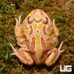 Pink Lemonade Pacman Frog (Ceratophrys cranwelli) For Sale - Underground Reptiles