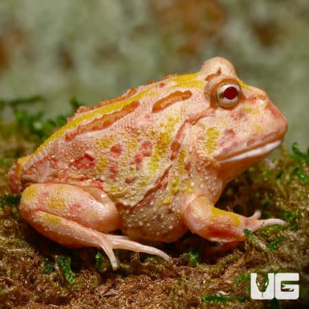 Pink Lemonade Pacman Frog sitting on mossy ground, vibrant coloration.