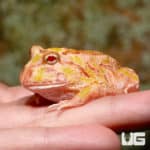 Pink Lemonade Pacman Frog (Ceratophrys cranwelli) For Sale - Underground Reptiles