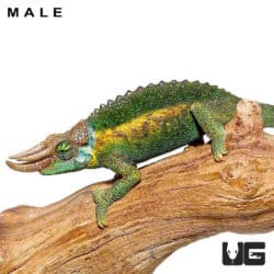 Rainbow Jackson’s Chameleon