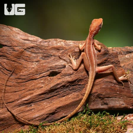 Red Brown Basilisk lizard basking on a log in a natural habitat.
