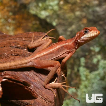 Baby Red Brown Basilisks (Basiliscus vittatus) For Sale - Underground Reptiles