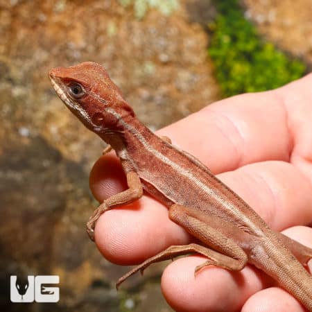 Baby Red Brown Basilisks (Basiliscus vittatus) For Sale - Underground Reptiles