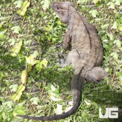 Rhino Iguanas (Cyclura cornuta) For Sale - Underground Reptiles