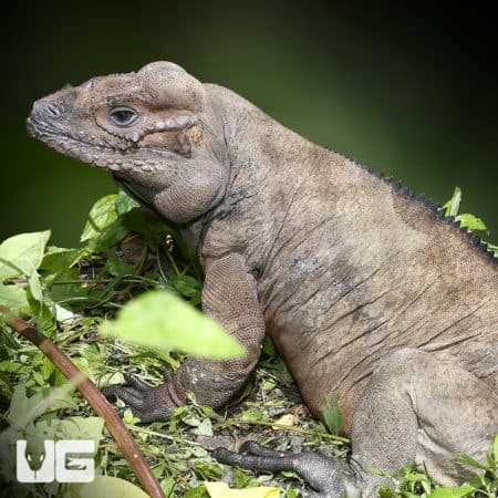 Rhino Iguanas (Cyclura cornuta) For Sale - Underground Reptiles
