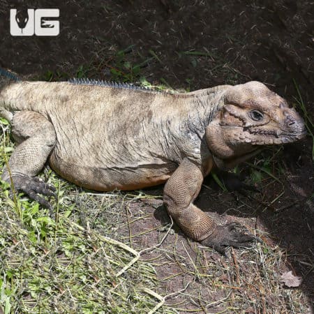 Adult male rhino iguana resting on ground.