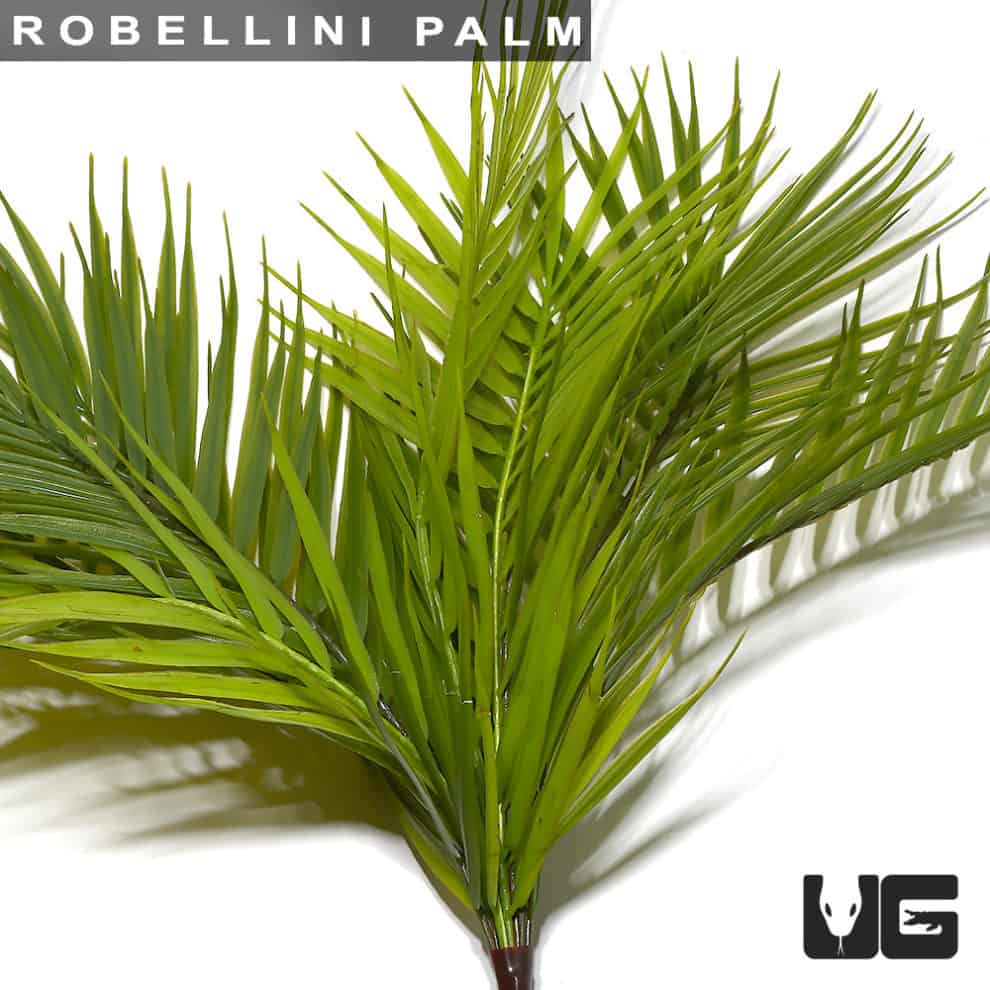 Robellini Palm - Underground Reptiles