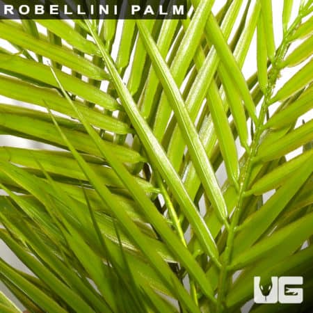 Close-up of vibrant green Robellini Palm fronds.