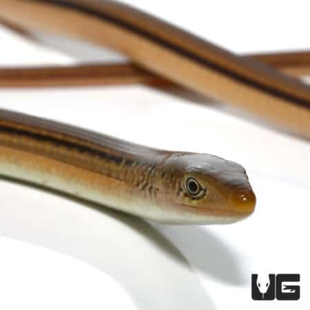 Slender Glass Lizard (Ophisaurus attenuatus) For Sale - Underground Reptiles