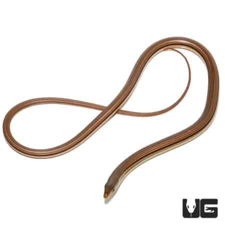 Slender Glass Lizard (Ophisaurus attenuatus) For Sale - Underground Reptiles