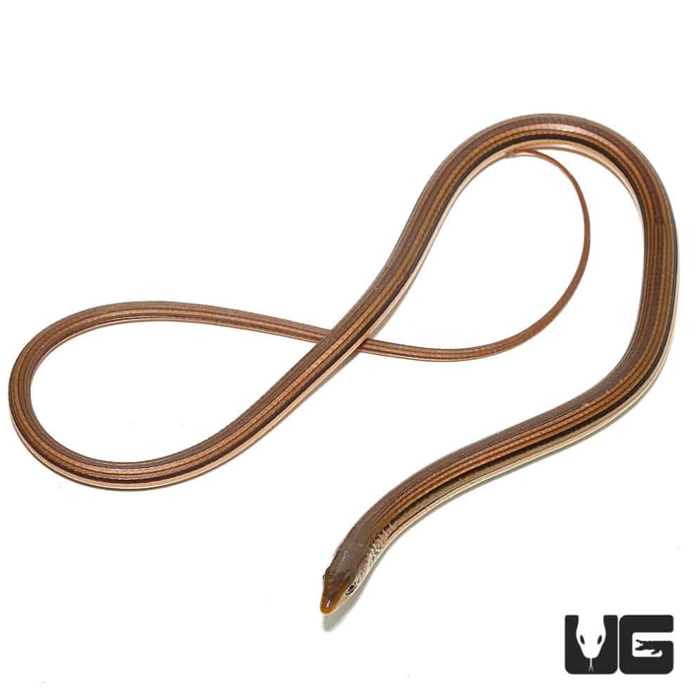 Eastern Legless Lizard For Sale Underground Reptiles