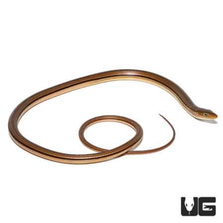 Delicate glass lizard with elongated body and smooth scales.