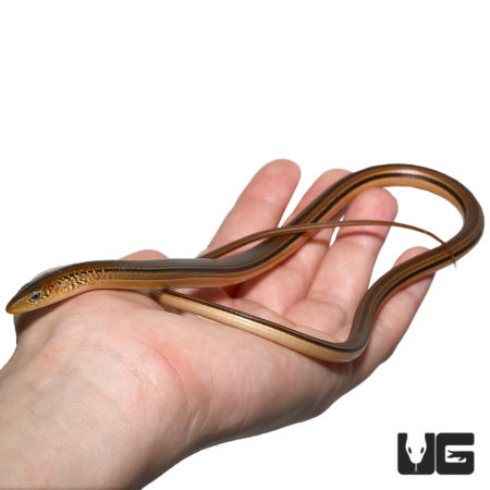Glass Lizard in Hand for Sale at Underground Reptiles.