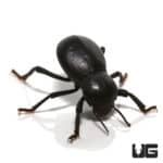Smooth Death Feigning Beetle (Asbolus verrucosus) For Sale - Underground Reptiles