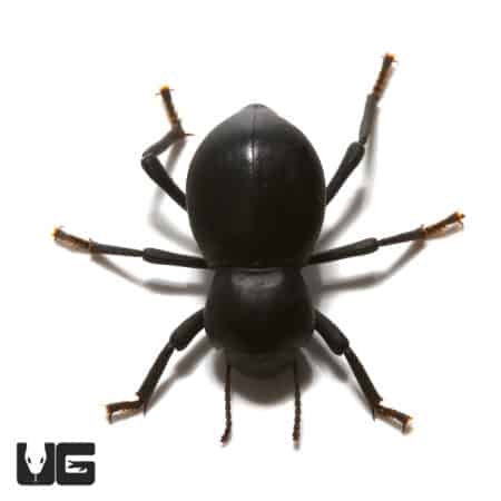 Death Feigning Beetle for Sale - Live Insect Pet.