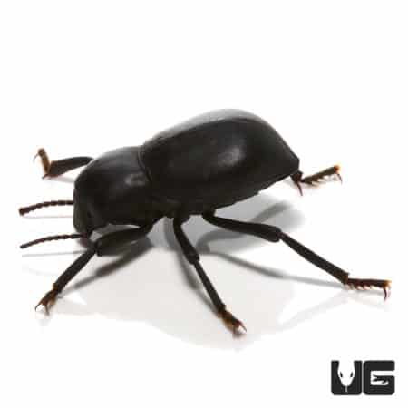 Close-up of a smooth death feigning beetle showcasing its shiny black exoskeleton.