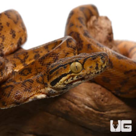 Leopard Phase Amazon Tree Boas (Corallus hortulanus) For Sale - Underground Reptiles