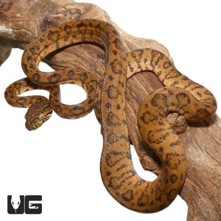 Leopard Phase Amazon Tree Boa on wood branch, vibrant yellow and black pattern.