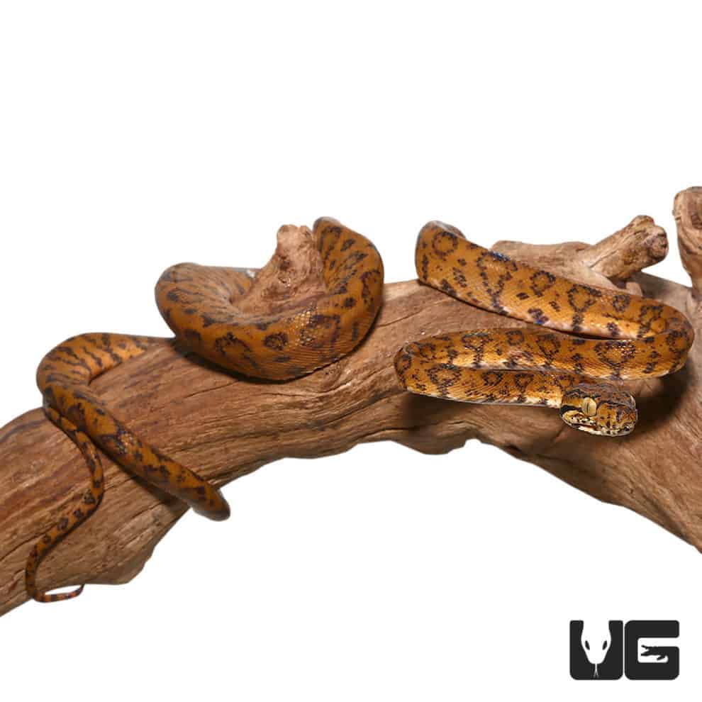 Baby Candy Cane Amazon Tree Boas For Sale Underground Reptiles