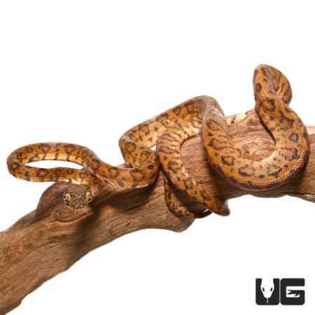 Leopard Phase Amazon Tree Boa on a branch, showcasing vibrant pattern and coloration.